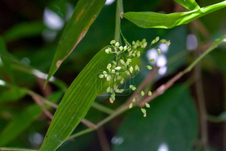 Blütenstand einer Lasiacis ruscifolia Pflanze