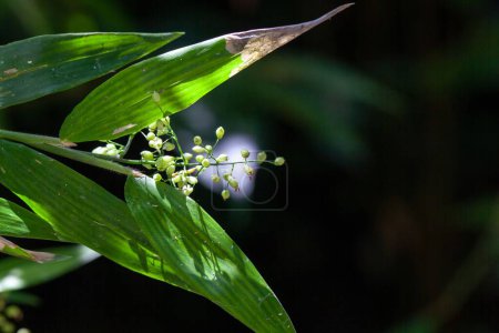 Blütenstand einer Lasiacis ruscifolia Pflanze
