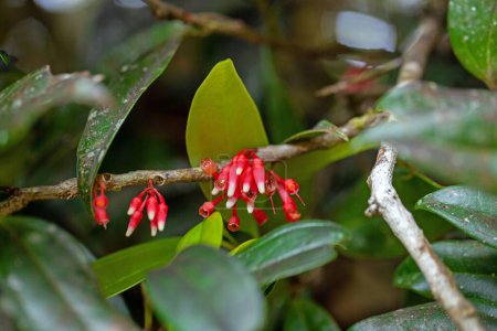 Blütenstand einer Satyria warszewiczii Pflanze, Costa Rica