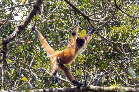 Un mono araña adornado, Ateles geoffroyi ornatus, en un árbol, Costa Rica. 