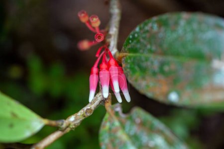 Inflorescence of a Satyria warszewiczii plant, Costa Rica