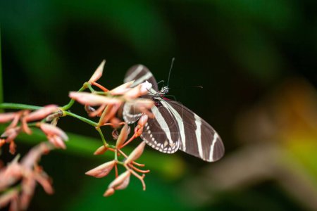 A zebra heliconian butterfly, Heliconius charithonia, on a flower. 
