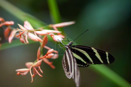 A zebra heliconian butterfly, Heliconius charithonia, on a flower. 
