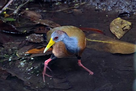 A grey cowled wood rail, Aramides cajaneus, in a forest in Costa Rica. 