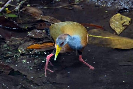 Aramides cajaneus, en un bosque de Costa Rica. 