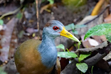 A grey cowled wood rail, Aramides cajaneus, in a forest in Costa Rica. 
