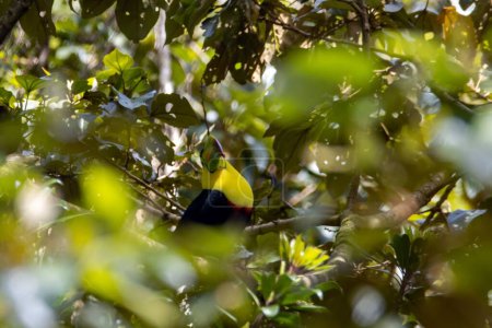 A keel-billed toucan, Ramphastos sulfuratus, in a tree in Costa Rica. 