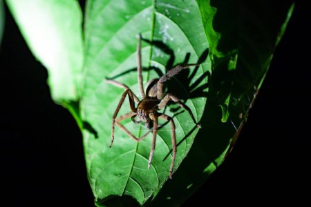 Foto de Una araña errante de patas rojas, Cupiennius coccineus, sobre una hoja de un árbol de la selva tropical en Costa Rica. - Imagen libre de derechos