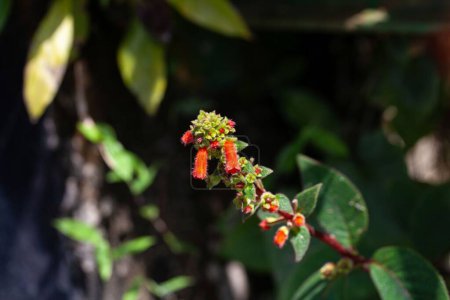 Blüten einer Kohleria spicata Pflanze in Costa Rica. 