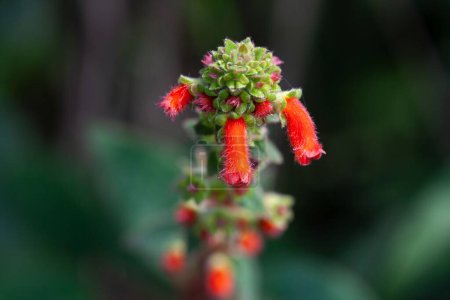 Blüten einer Kohleria spicata Pflanze in Costa Rica. 