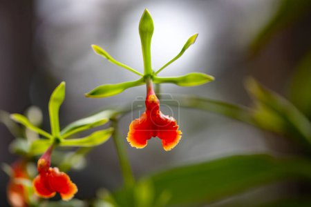 Flor de la especie orquídea Epidendrum pseudepidendrum