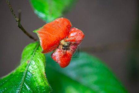 Flower of a Palicourea tomentosa shrub. 