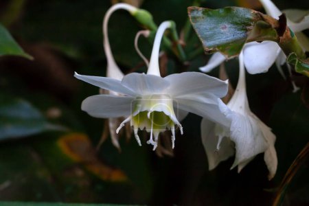 Flowers of the Amazon lily species Eucharis bouchei or Urceolina bouchei