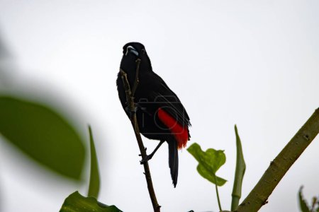 A scarlet rumped tanager, Ramphocelus passerinii, on a branch. 