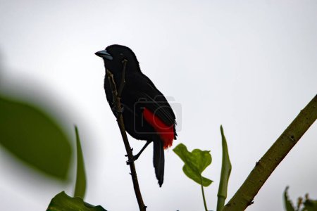 A scarlet rumped tanager, Ramphocelus passerinii, on a branch. 