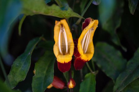 Flowers of a Mysore trumpetvine, Thunbergia mysorensis