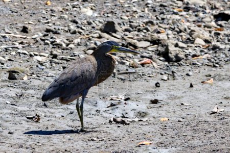 A bare throated tiger heron, Tigrisoma mexicanum, in Costa Rica