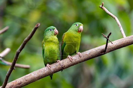 A pair of orange-chinned parakeets, Brotogeris jugularis, on a branch, Costa Rica