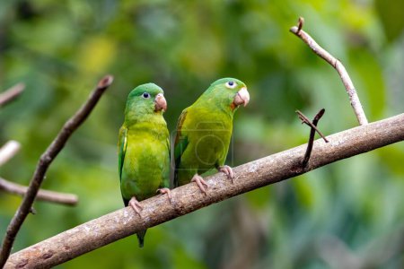A pair of orange-chinned parakeets, Brotogeris jugularis, on a branch, Costa Rica