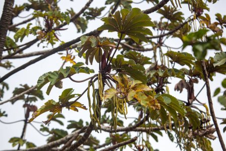 Frutos y follaje de un trompeta, Cecropia obtusifolia, Costa Rica