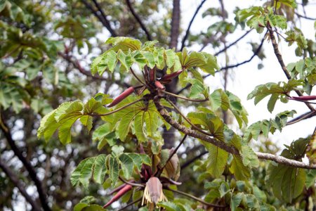 Frutos y follaje de un trompeta, Cecropia obtusifolia, Costa Rica