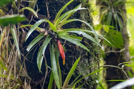 Eine Guzmania nicaraguensis Pflanze mit Blüten auf einem Baum in einem Regenwald, Costa Rica. 