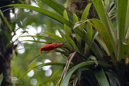 Eine Guzmania nicaraguensis Pflanze mit Blüten auf einem Baum in einem Regenwald, Costa Rica. 