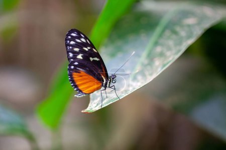 Un papillon à ailes longues, Heliconius hecale, sur une plante. 