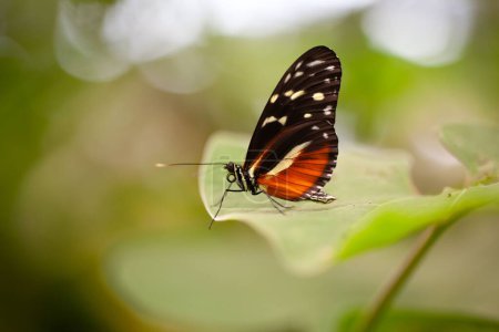 A tiger longwing butterfly, Heliconius hecale, on a plant. 