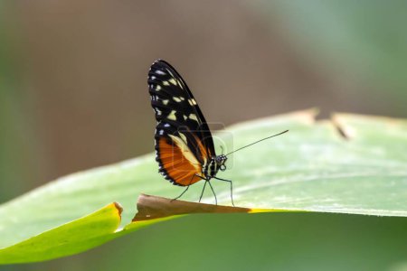 Ein Tiger-Schmetterling, Heliconius hecale, auf einer Pflanze. 