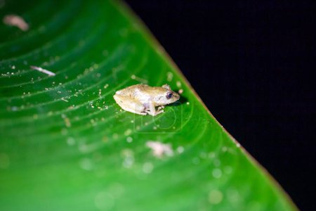 Ein Zwergregenfrosch, Pristimantis ridens, nachts auf einem Blatt in Costa Rica