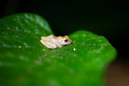 Ein Zwergregenfrosch, Pristimantis ridens, nachts auf einem Blatt in Costa Rica