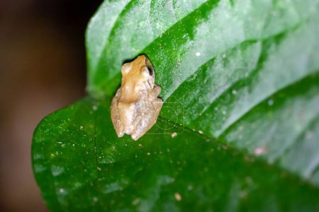 A pygmy rain frog, Pristimantis ridens, at night on a leaf in Costa Rica