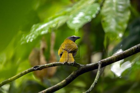 A buff-throated saltator, Saltator maximus, on a branch, Costa Rica. 