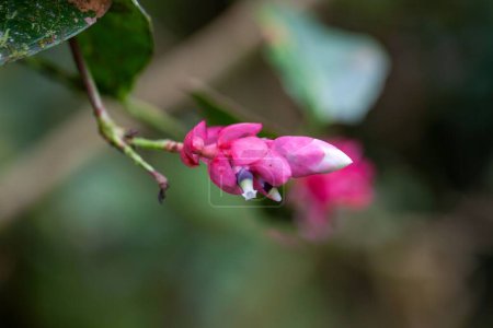 Flower of a Cavendishia complectens shrub, an epiphytic plant in Central America. 
