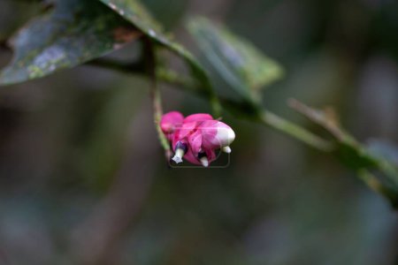 Téléchargez les photos : Fleur d'un Cavendishia complète arbuste, une plante épiphyte en Amérique centrale. - en image libre de droit