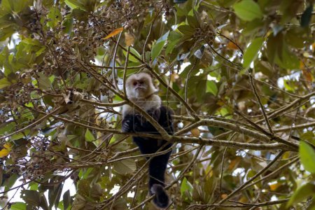 Un capucin au visage blanc, imitateur de Cebus, dans un arbre, forêt nuageuse de Monteverde, Costa Rica
