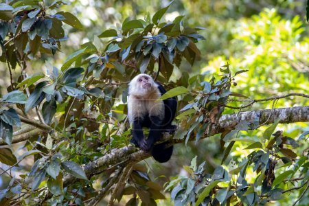 Téléchargez les photos : Un capucin au visage blanc, imitateur de Cebus, dans un arbre, forêt nuageuse de Monteverde, Costa Rica - en image libre de droit