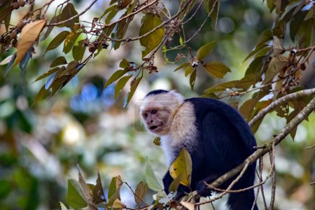 Téléchargez les photos : Un capucin au visage blanc, imitateur de Cebus, dans un arbre, forêt nuageuse de Monteverde, Costa Rica - en image libre de droit