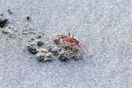 A painted ghost crab, Ocypode gaudichaudii, on the burrow on a sandy beach in Costa Rica. 