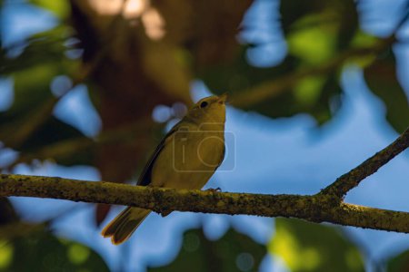 A Wilsons Wabler, Cardellina pusilla, in a tree, Costa Rica. 