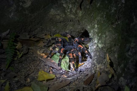 A Costa Rica Orange kneed Tarentule, Megaphobema mesomelas, la nuit sur un sol forestier. 