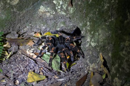 A Costa Rica Orange kneed Tarentule, Megaphobema mesomelas, la nuit sur un sol forestier. 