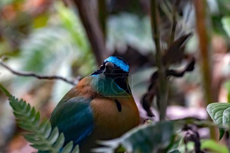 A blue diademed motmot, Momotus lessonii, in a tree. 