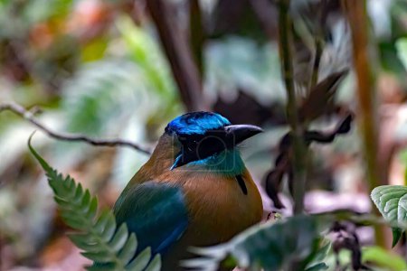 A blue diademed motmot, Momotus lessonii, in a tree. 