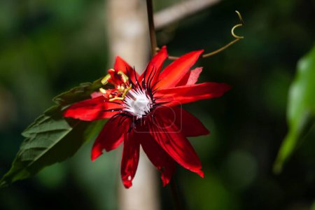 Flower of a Passiflora miniata plant. 