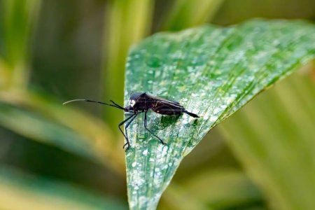 Ein Blattfußkäfer der Art Acanthocephala latipes auf einem Blatt in einem Regenwald in Costa Rica