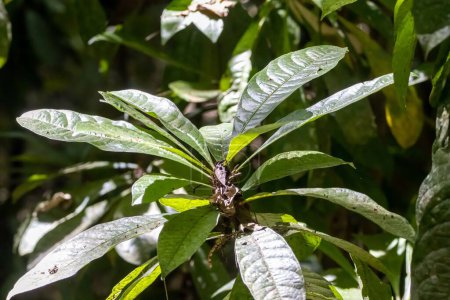 Laub eines Cafecillo-Busches, Erythrochiton gymnanthus, in einem Regenwald in Costa Rica. 