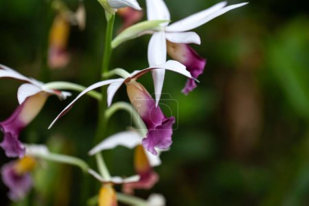 Flower of a greater swamp-orchid, Phaius tankervilleae 