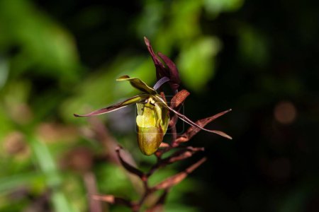 Blüte einer Phragmipedium longifolium Orchidee, einer Art aus Mittelamerika. 